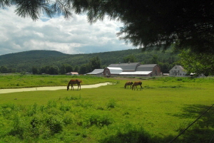 Horses at Riverbend Farm