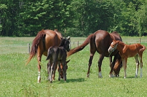 Foals at Riverbend Farm